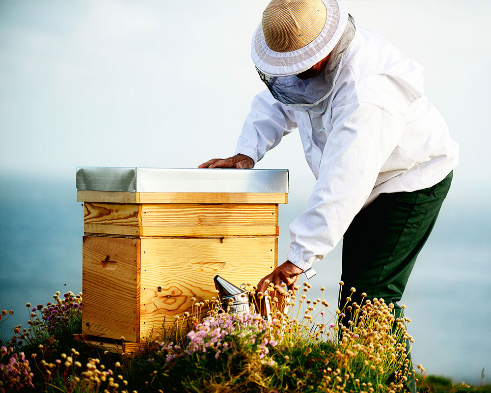 Best Greek Thyme Honey for Gifting or Home Use | Three Olives Pantry