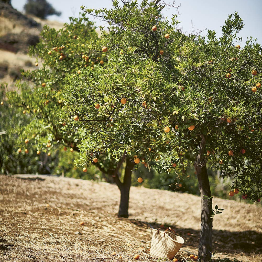 Taverna Recipes From a Cypriot Kitchen by Georgina Hayden