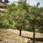 Taverna Recipes From a Cypriot Kitchen by Georgina Hayden