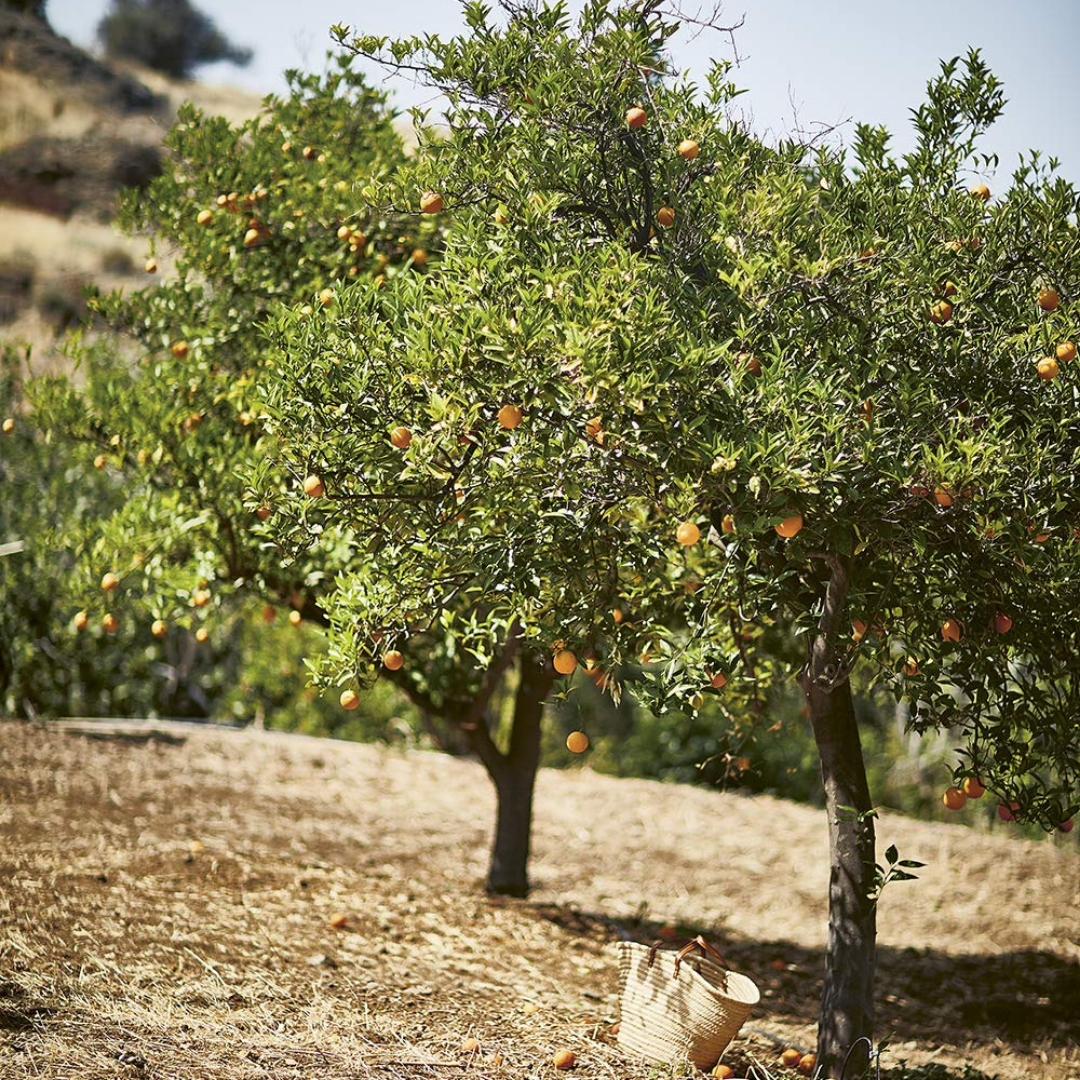 Taverna Recipes From a Cypriot Kitchen by Georgina Hayden