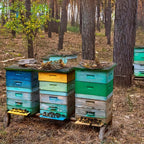 Colorful beehives in a forest setting